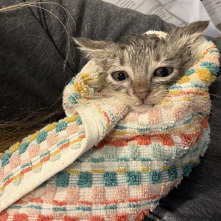 Illustration de l'article : &laquo; Un intrus a &eacute;t&eacute; trouv&eacute; dans ma cour &raquo;, une femme entend des miaulements pendant 2 jours et accueille un nouveau membre de la famille