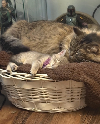 Illustration de l'article : &laquo; Un intrus a &eacute;t&eacute; trouv&eacute; dans ma cour &raquo;, une femme entend des miaulements pendant 2 jours et accueille un nouveau membre de la famille