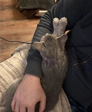 Illustration de l'article : &laquo; Un intrus a &eacute;t&eacute; trouv&eacute; dans ma cour &raquo;, une femme entend des miaulements pendant 2 jours et accueille un nouveau membre de la famille