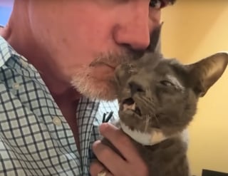 Illustration de l'article : Une chatte au corps meurtri et au visage d&eacute;form&eacute; par un accident se met &agrave; &ldquo;p&eacute;trir&rdquo; sous les yeux &eacute;mus de son sauveur