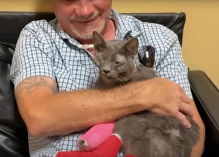 Illustration de l'article : Une chatte au corps meurtri et au visage d&eacute;form&eacute; par un accident se met &agrave; &ldquo;p&eacute;trir&rdquo; sous les yeux &eacute;mus de son sauveur