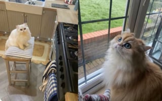 Illustration de l'article : Ayant confi&eacute; ses 2 chats &agrave; ses parents, elle d&eacute;couvre en photos leurs hilarantes b&ecirc;tises et cachettes