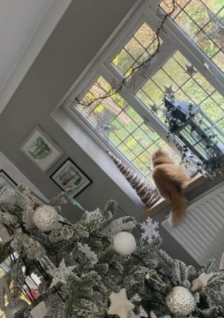 Illustration de l'article : Ayant confi&eacute; ses 2 chats &agrave; ses parents, elle d&eacute;couvre en photos leurs hilarantes b&ecirc;tises et cachettes