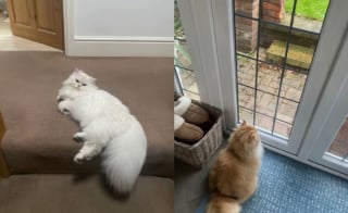 Illustration de l'article : Ayant confi&eacute; ses 2 chats &agrave; ses parents, elle d&eacute;couvre en photos leurs hilarantes b&ecirc;tises et cachettes