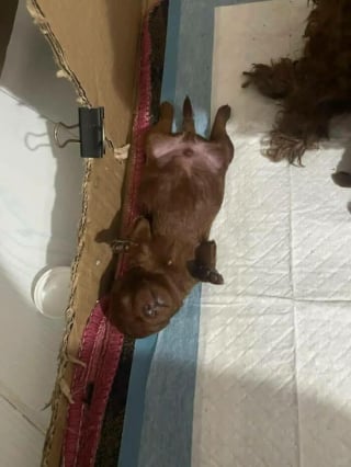 Illustration de l'article : 12 photos de chiens si mignons qu&rsquo;ils vous feront fondre