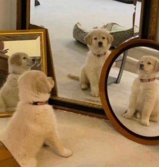 Illustration de l'article : 12 photos de chiens si mignons qu&rsquo;ils vous feront fondre