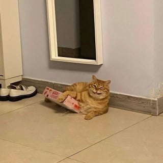 Illustration de l'article : 15 photos de chats qui semblent participer au concours de la plus belle grimace