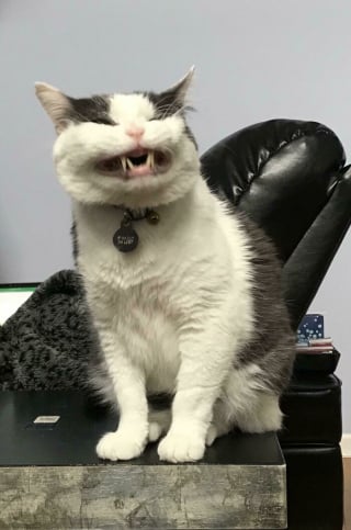 Illustration de l'article : 15 photos de chats qui semblent participer au concours de la plus belle grimace