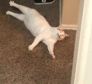 Illustration de l'article : 15 photos de chats qui semblent participer au concours de la plus belle grimace