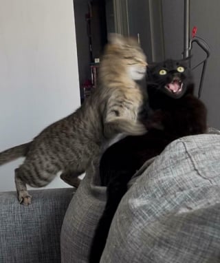 Illustration de l'article : 15 photos de chats qui semblent participer au concours de la plus belle grimace