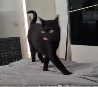 Illustration de l'article : 15 photos de chats qui semblent participer au concours de la plus belle grimace