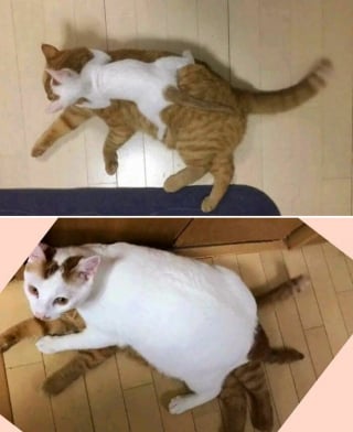 Illustration de l'article : 15 chats irr&eacute;sistibles qui prouvent que les f&eacute;lins sont les rois pour nous faire rire