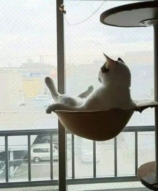 Illustration de l'article : 15 chats irr&eacute;sistibles qui prouvent que les f&eacute;lins sont les rois pour nous faire rire