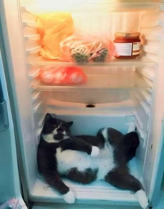 Illustration de l'article : 15 chats irr&eacute;sistibles qui prouvent que les f&eacute;lins sont les rois pour nous faire rire