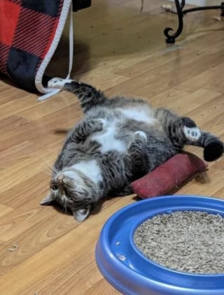 Illustration de l'article : 15 chats irr&eacute;sistibles qui prouvent que les f&eacute;lins sont les rois pour nous faire rire