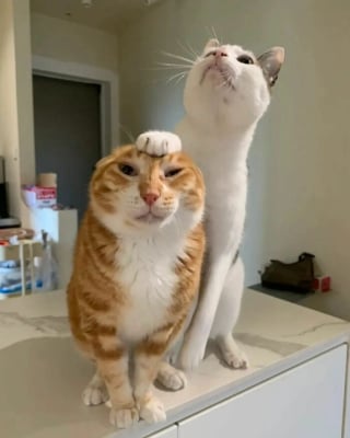 Illustration de l'article : 15 chats irr&eacute;sistibles qui prouvent que les f&eacute;lins sont les rois pour nous faire rire