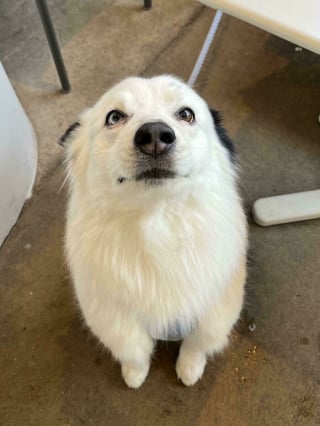 Illustration de l'article : 14 chiens dont les regards attendrissants vous feront sourire