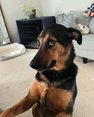 Illustration de l'article : 14 chiens dont les regards attendrissants vous feront sourire