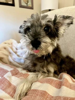 Illustration de l'article : 14 chiens dont les regards attendrissants vous feront sourire