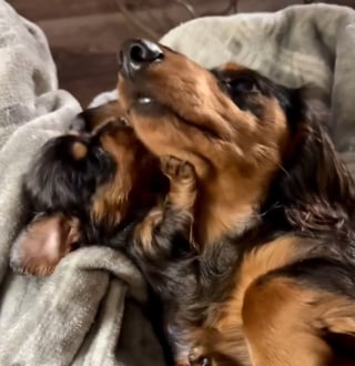 Illustration de l'article : Blotti contre son chiot, ce papa Teckel veille sur lui sans rel&acirc;che apr&egrave;s une naissance marqu&eacute;e par un drame (vid&eacute;o)