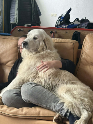 Illustration de l'article : Rep&eacute;r&eacute; dans un champ apr&egrave;s 8 jours de recherches, ce Patou affol&eacute; fuit encore quand ses proches l&rsquo;appellent