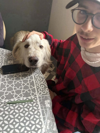 Illustration de l'article : Rep&eacute;r&eacute; dans un champ apr&egrave;s 8 jours de recherches, ce Patou affol&eacute; fuit encore quand ses proches l&rsquo;appellent