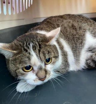 Illustration de l'article : Lors d&rsquo;une expulsion, des b&eacute;n&eacute;voles fouillent un appartement satur&eacute; de d&eacute;chets &agrave; la recherche de chats invisibles &agrave; secourir