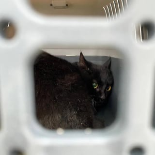 Illustration de l'article : Lors d&rsquo;une expulsion, des b&eacute;n&eacute;voles fouillent un appartement satur&eacute; de d&eacute;chets &agrave; la recherche de chats invisibles &agrave; secourir