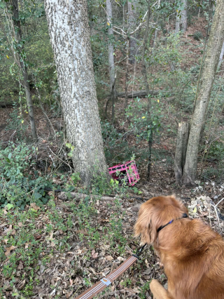 Illustration de l'article : &laquo; J'imagine qu'il les a sentis &raquo;, guid&eacute;e par son chien, une promeneuse d&eacute;couvre 4 chats pi&eacute;g&eacute;s au milieu de nulle part