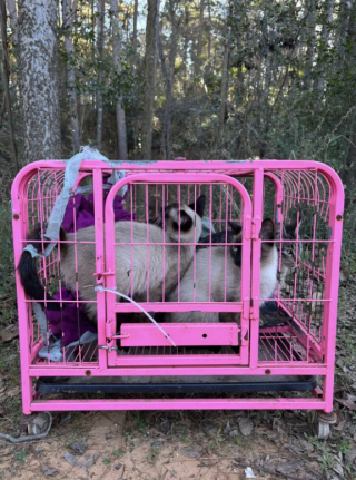 Illustration de l'article : &laquo; J'imagine qu'il les a sentis &raquo;, guid&eacute;e par son chien, une promeneuse d&eacute;couvre 4 chats pi&eacute;g&eacute;s au milieu de nulle part