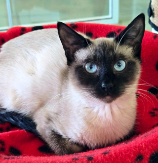 Illustration de l'article : &laquo; J'imagine qu'il les a sentis &raquo;, guid&eacute;e par son chien, une promeneuse d&eacute;couvre 4 chats pi&eacute;g&eacute;s au milieu de nulle part