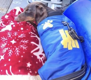 Illustration de l'article : &laquo; Les supporters l'adorent d&eacute;j&agrave; &raquo;, un homme terroris&eacute; par la foule retrouve le plaisir d&rsquo;assister aux matchs de football gr&acirc;ce au soutien de son chien