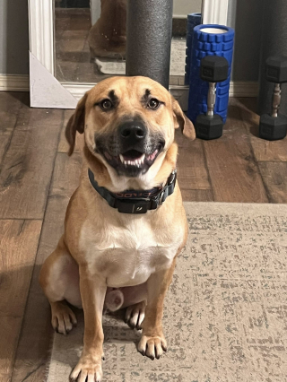 Illustration de l'article : &laquo; Regardez-moi cette bouille ! &raquo;, un chien de refuge rayonne de bonheur lorsqu&rsquo;il r&eacute;alise que sa famille d&rsquo;accueil revient le chercher pour toujours (vid&eacute;o)