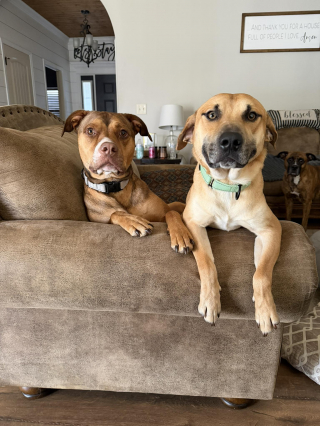 Illustration de l'article : &laquo; Regardez-moi cette bouille ! &raquo;, un chien de refuge rayonne de bonheur lorsqu&rsquo;il r&eacute;alise que sa famille d&rsquo;accueil revient le chercher pour toujours (vid&eacute;o)