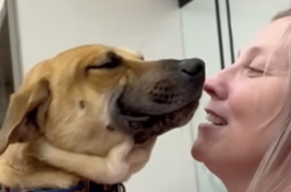 Illustration de l'article : &laquo; Regardez-moi cette bouille ! &raquo;, un chien de refuge rayonne de bonheur lorsqu&rsquo;il r&eacute;alise que sa famille d&rsquo;accueil revient le chercher pour toujours (vid&eacute;o)