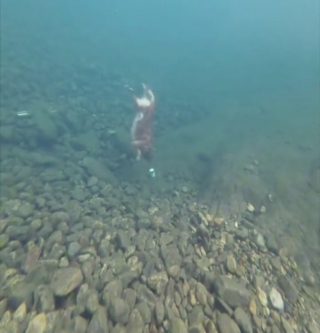 Illustration de l'article : « J’aimerais pouvoir plonger comme ça », un chien offre une performance époustouflante pour récupérer un objet au fond d’un étang (vidéo)