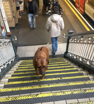 Illustration de l'article : &laquo; Magnifique chien d&eacute;bordant d&rsquo;amour &raquo;, un Rhodesian Ridgeback devient l&rsquo;ambassadeur du bonheur dans un m&eacute;tro (vid&eacute;o)
