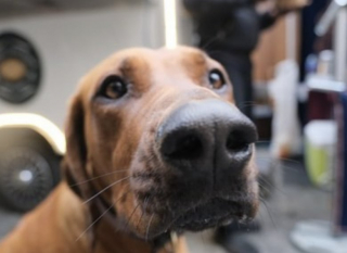 Illustration de l'article : &laquo; Magnifique chien d&eacute;bordant d&rsquo;amour &raquo;, un Rhodesian Ridgeback devient l&rsquo;ambassadeur du bonheur dans un m&eacute;tro (vid&eacute;o)