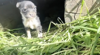 Illustration de l'article : Cherchant une chienne errante et son petit cach&eacute;s sous un abri, une b&eacute;n&eacute;vole voit le courageux chiot sortir en &eacute;claireur (vid&eacute;o)