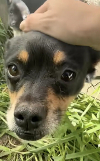 Illustration de l'article : Cherchant une chienne errante et son petit cach&eacute;s sous un abri, une b&eacute;n&eacute;vole voit le courageux chiot sortir en &eacute;claireur (vid&eacute;o)