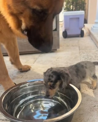 Illustration de l'article : Ce chiot en plein apprentissage de la vie attend son grand fr&egrave;re avant de boire, observant chacun de ses gestes (vid&eacute;o)
