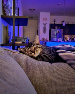 Illustration de l'article : La posture de sommeil de ce chat fra&icirc;chement adopt&eacute; dans un refuge en dit long sur le bonheur qu'il ressent