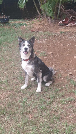 Illustration de l'article : Affam&eacute; et affaibli, ce chien d&eacute;cide de changer son destin en s&rsquo;infiltrant dans le jardin d&rsquo;une b&eacute;n&eacute;vole