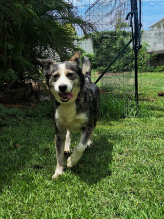 Illustration de l'article : Affam&eacute; et affaibli, ce chien d&eacute;cide de changer son destin en s&rsquo;infiltrant dans le jardin d&rsquo;une b&eacute;n&eacute;vole