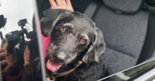 Illustration de l'article : La jambe dans le pl&acirc;tre, elle refuse d'&ecirc;tre hospitalis&eacute;e sans savoir ce qu'est devenu son chien disparu dans le crash