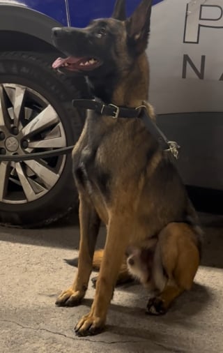 Illustration de l'article : Recueilli par la SPA après un abandon, ce chien rebondit dans la police où il révèle un flair exceptionnel