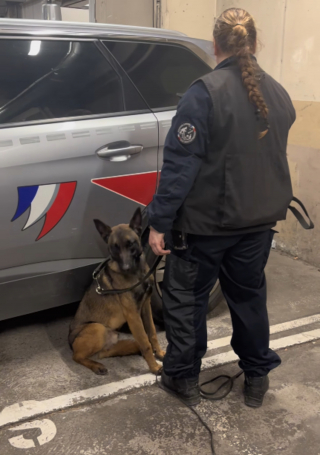 Illustration de l'article : Recueilli par la SPA après un abandon, ce chien rebondit dans la police où il révèle un flair exceptionnel