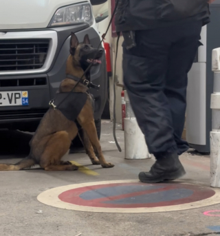Illustration de l'article : Recueilli par la SPA après un abandon, ce chien rebondit dans la police où il révèle un flair exceptionnel