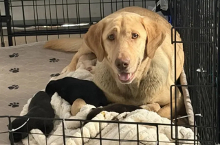 Illustration de l'article : En pleine inondation, une jeune fille d&eacute;couvre une chienne et ses chiots abandonn&eacute;s &agrave; leur sort dans une niche envahie par l&rsquo;eau