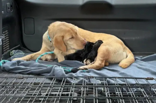 Illustration de l'article : En pleine inondation, une jeune fille d&eacute;couvre une chienne et ses chiots abandonn&eacute;s &agrave; leur sort dans une niche envahie par l&rsquo;eau
